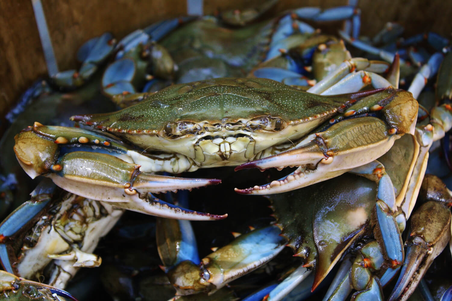 Maryland Blue Crab straight out of the Chester River, Chestertown, MD